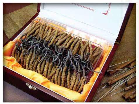 沁水冬虫夏草回收